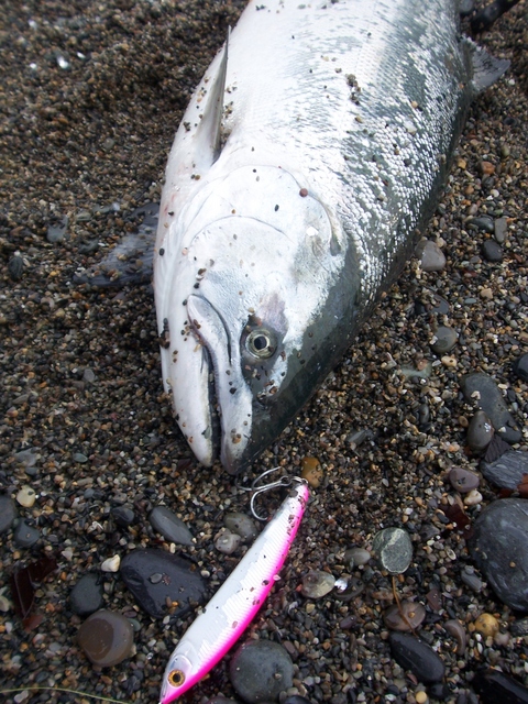 高瀬川でサクラマス 青森の釣りブログ