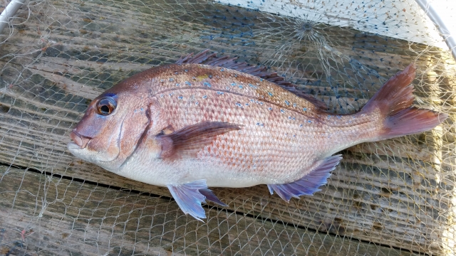 陸奥湾 真鯛 マダイ 釣り遊漁船 釣り船 リストと釣り情報 サーフでルアーフィッシング